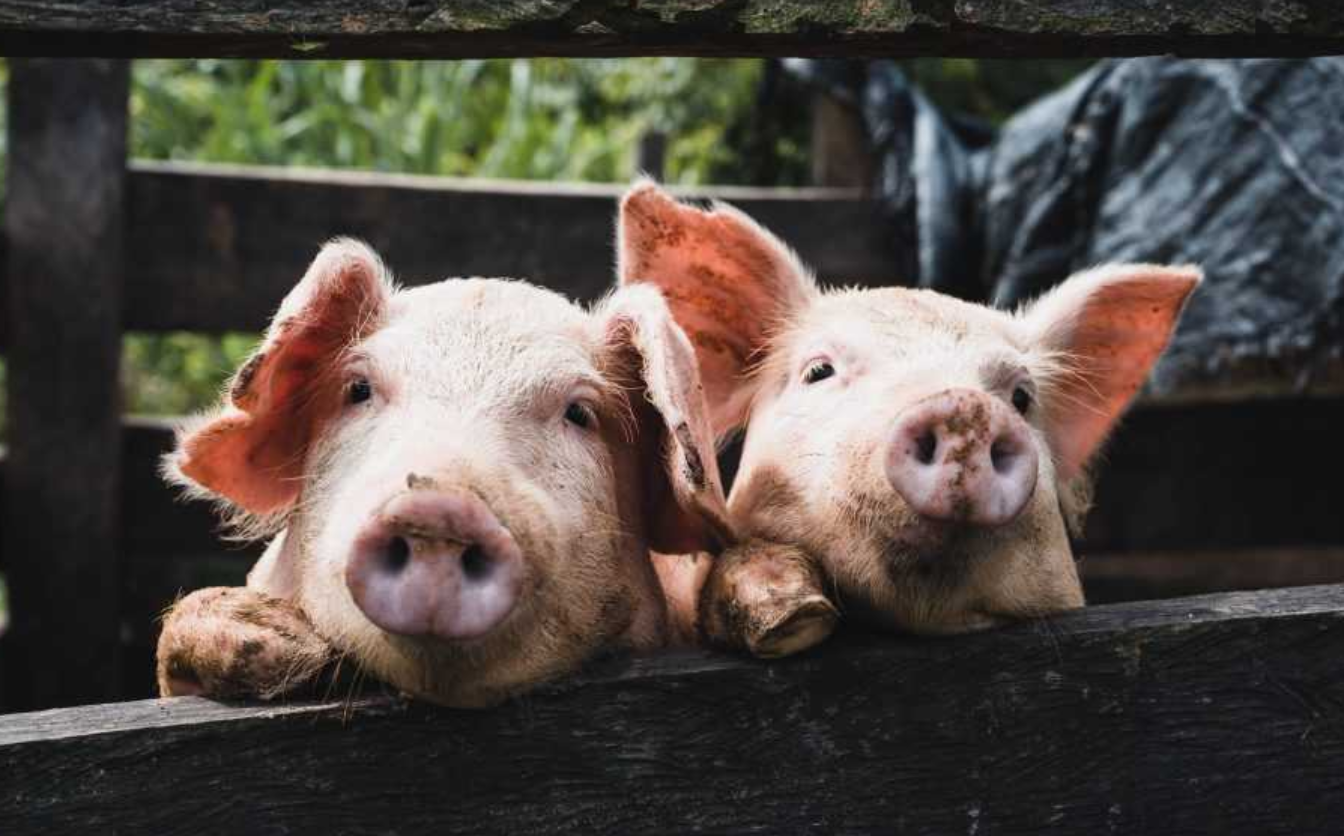 Фото тематичне