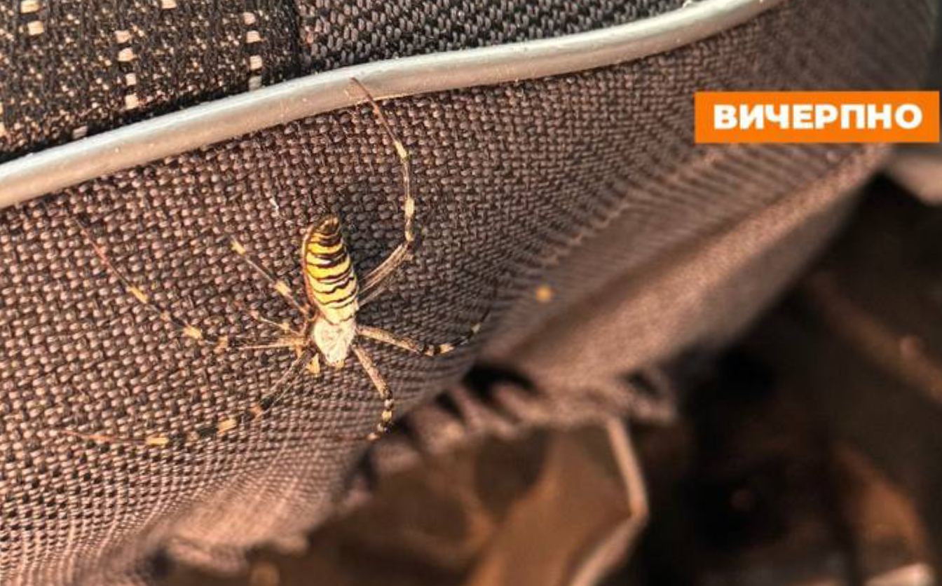 Фахівці розповіли, чи є насправді отруйні павуки на Черкащині та як діяти у випадку укусу