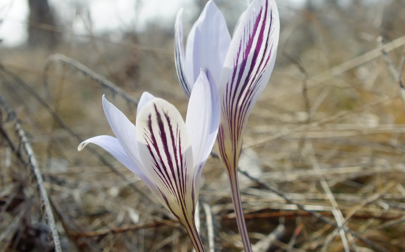 В області створили нові памʼятки природи для охорони червонокнижних рослин