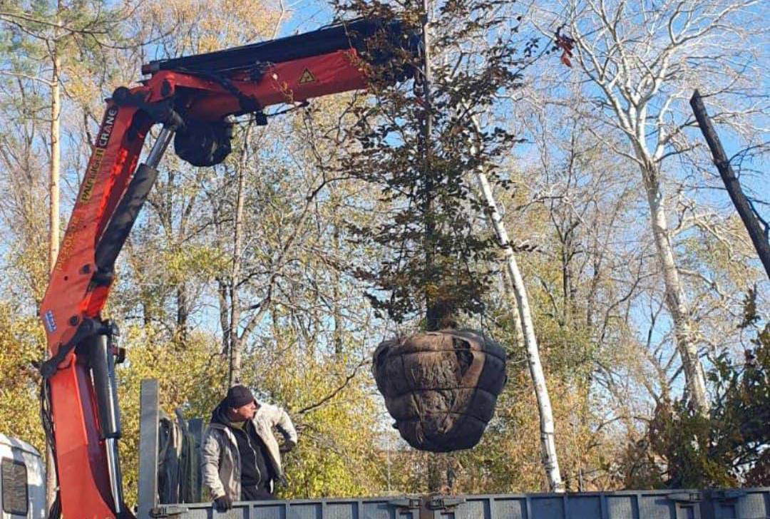 В одному з черкаських парків висадили рідкісне дерево з Америки (ФОТО)