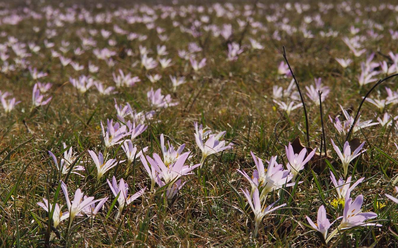 “Гора Брандушок”: на Черкащині створять нову пам’ятку природи