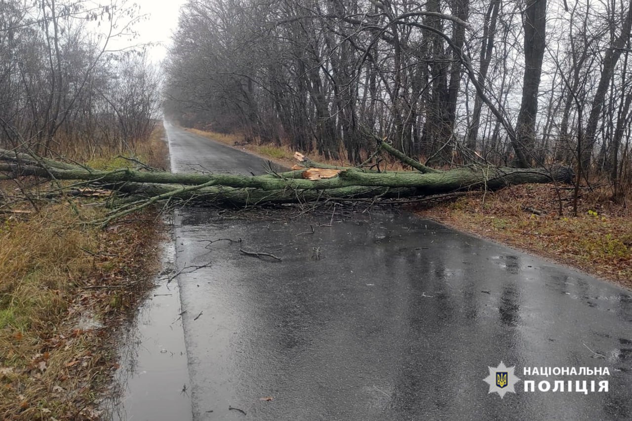 В одному з сіл Черкащини на дорогу впало дерево (ФОТО)