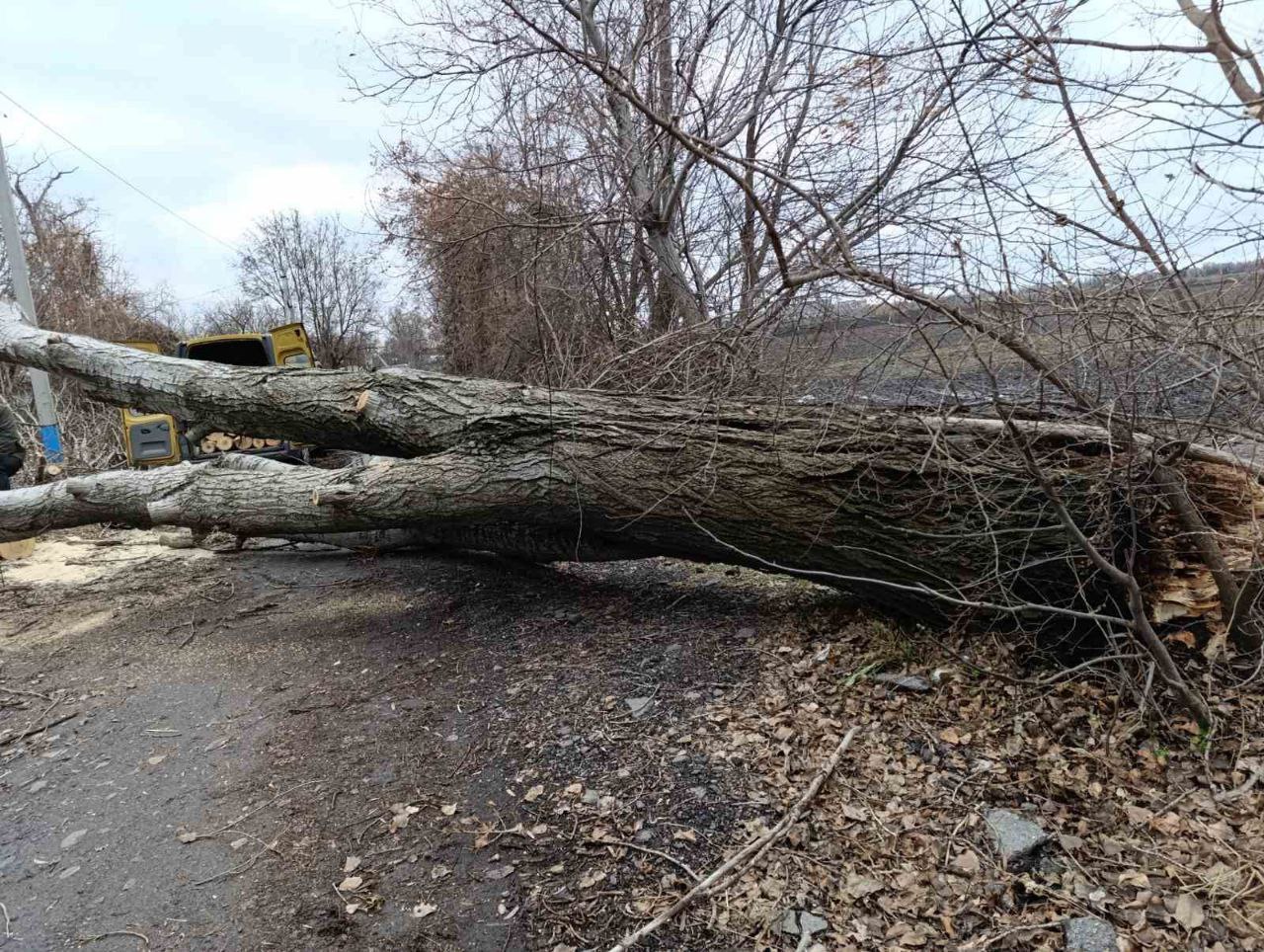 Через сильні пориви вітру в Черкасах падали дерева (ФОТО)