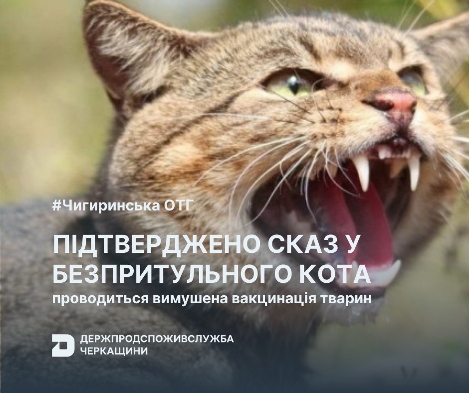 Підтверджено сказ: безпритульний кіт укусив черкащанку