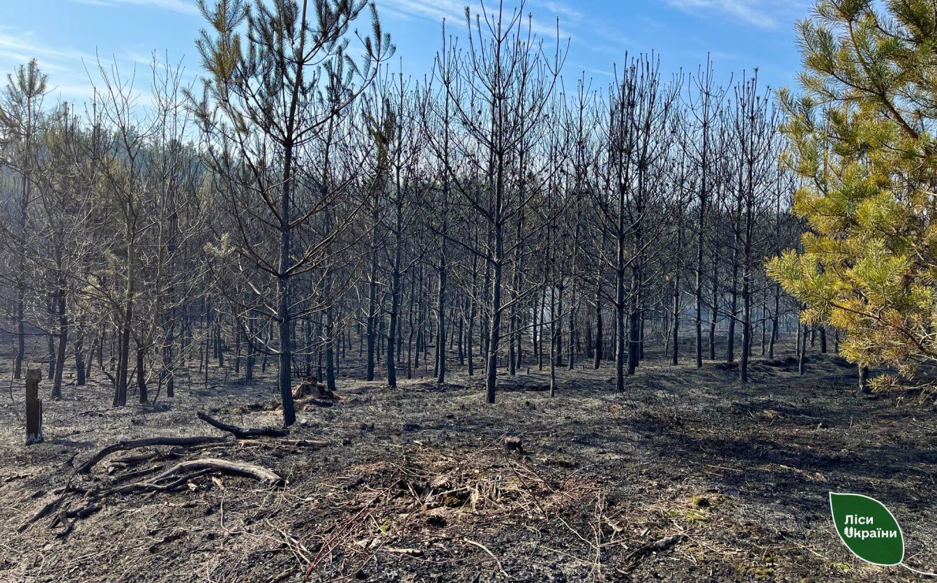 Шість лісових пожеж сталися на Черкащині із початку року