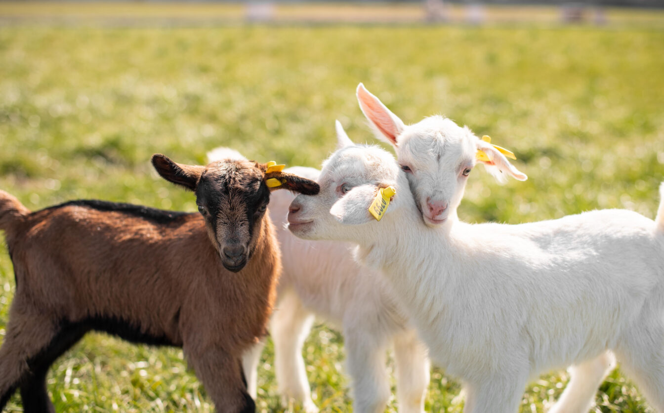 Антисанітарія та загроза життю: на Чорнобаївщині перевірили козячу ферму