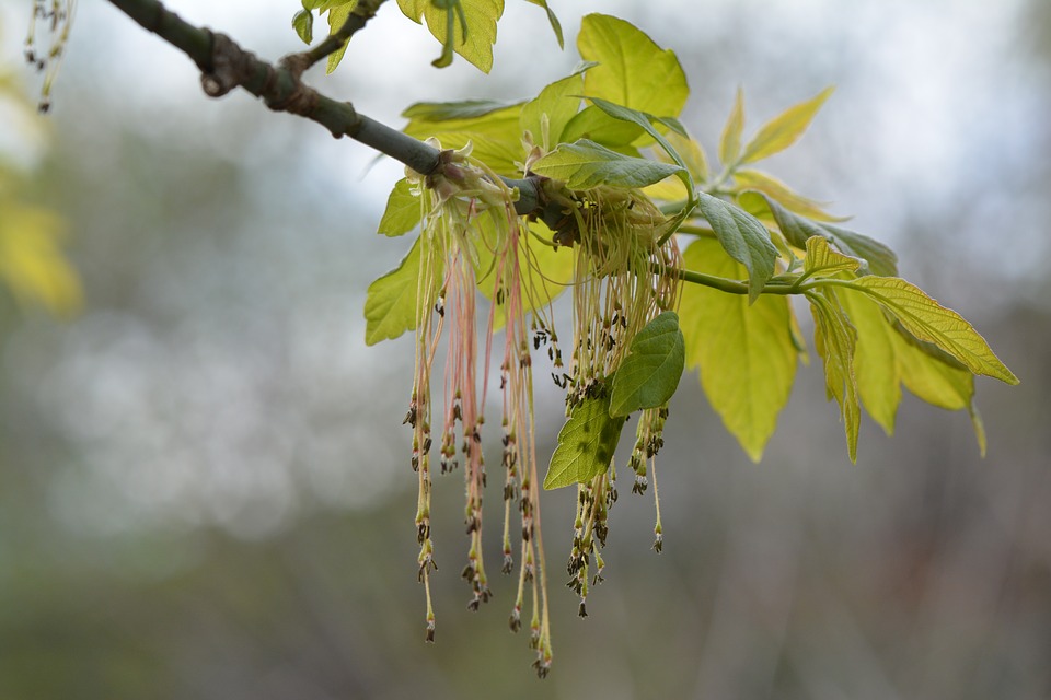 Вітер принесе на Черкащину квітневу температуру