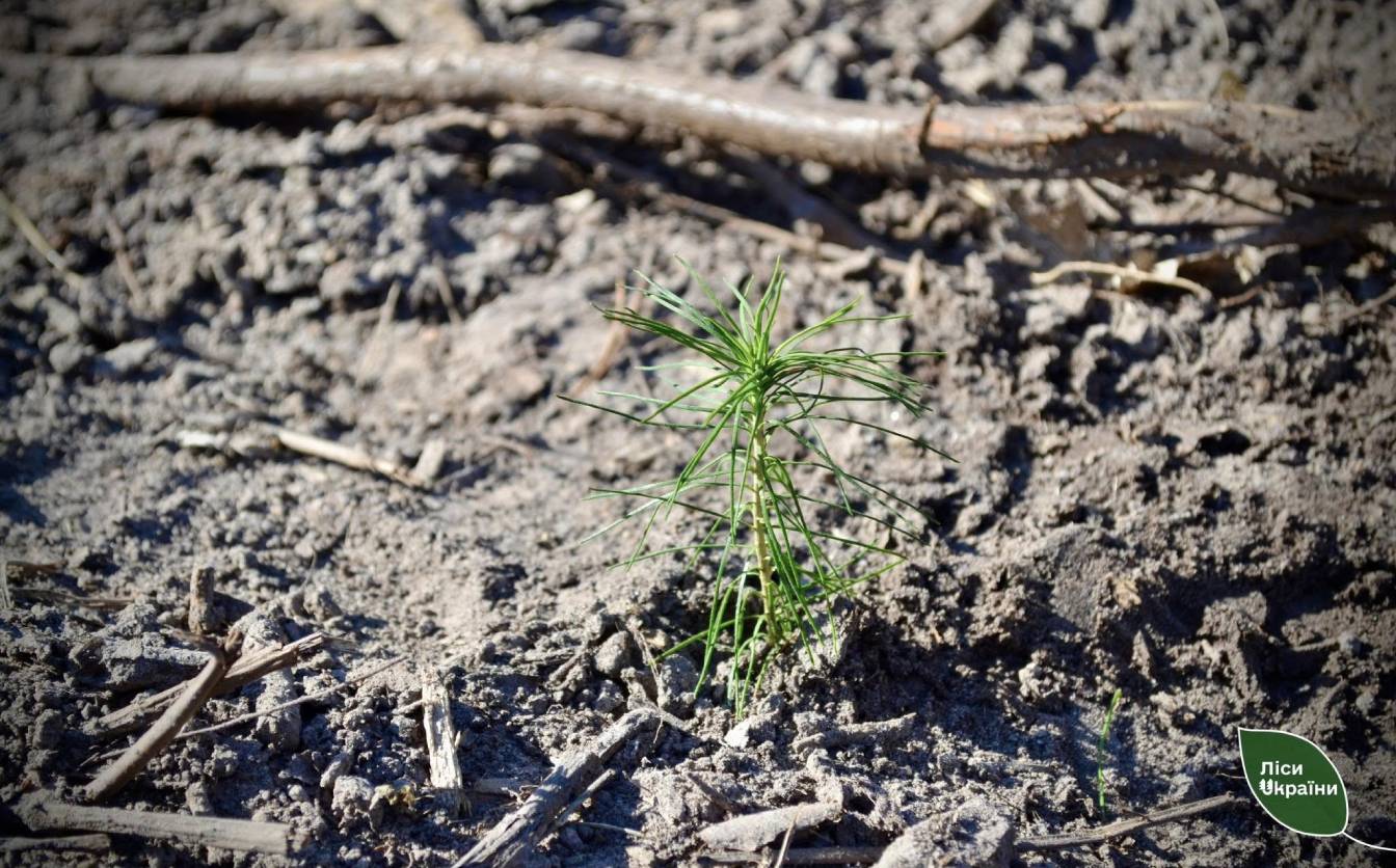На Черкащині висадили новий ліс на ділянці, яка до цього була уражена шкідниками