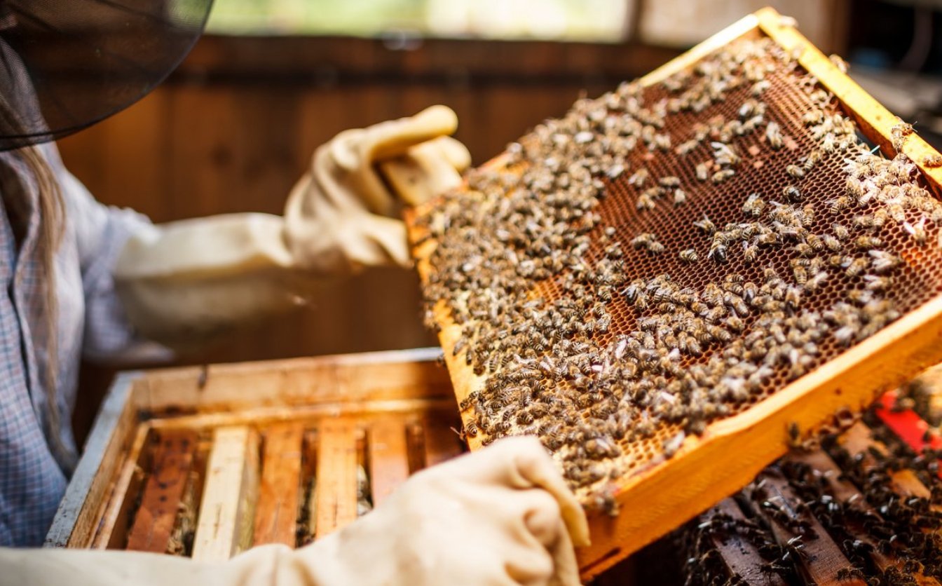 На Канівщині перевірятимуть пасіки