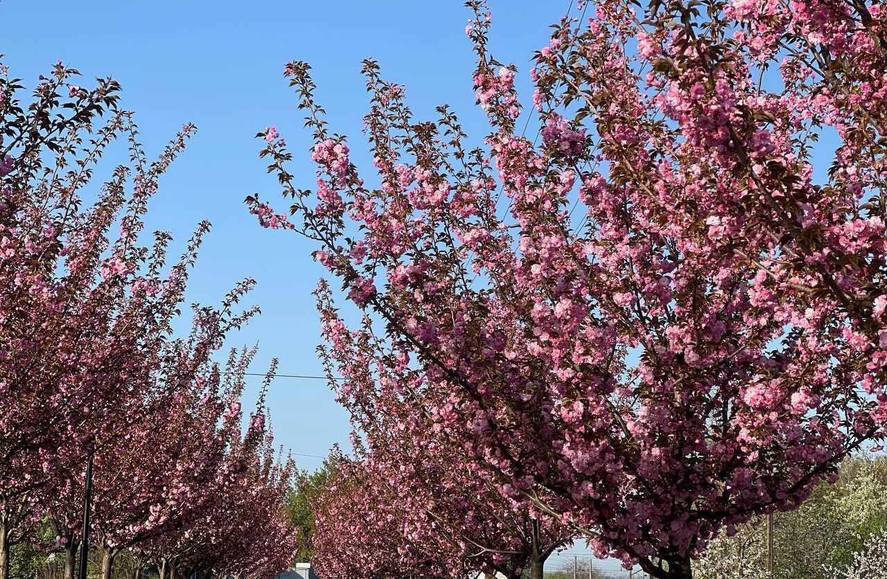 Майже кілометрова алея сакур розквітла на Черкащині (ФОТО)