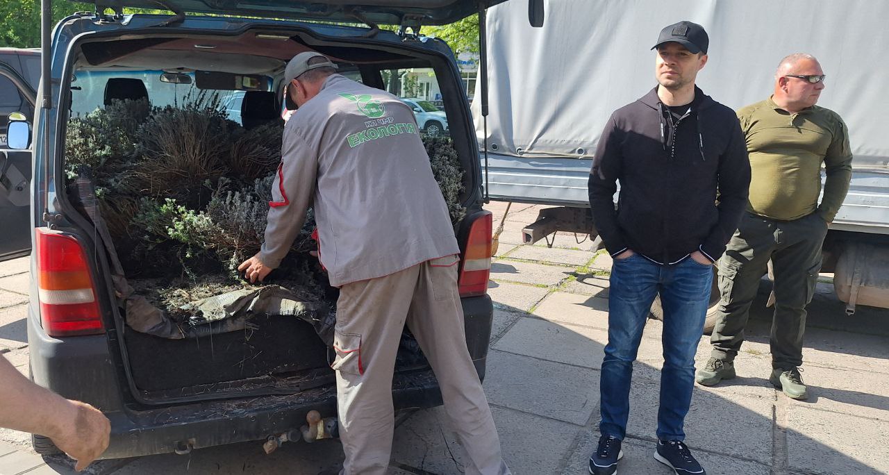 Біля Стели Героїв у Черкасах висадили кущі лаванди