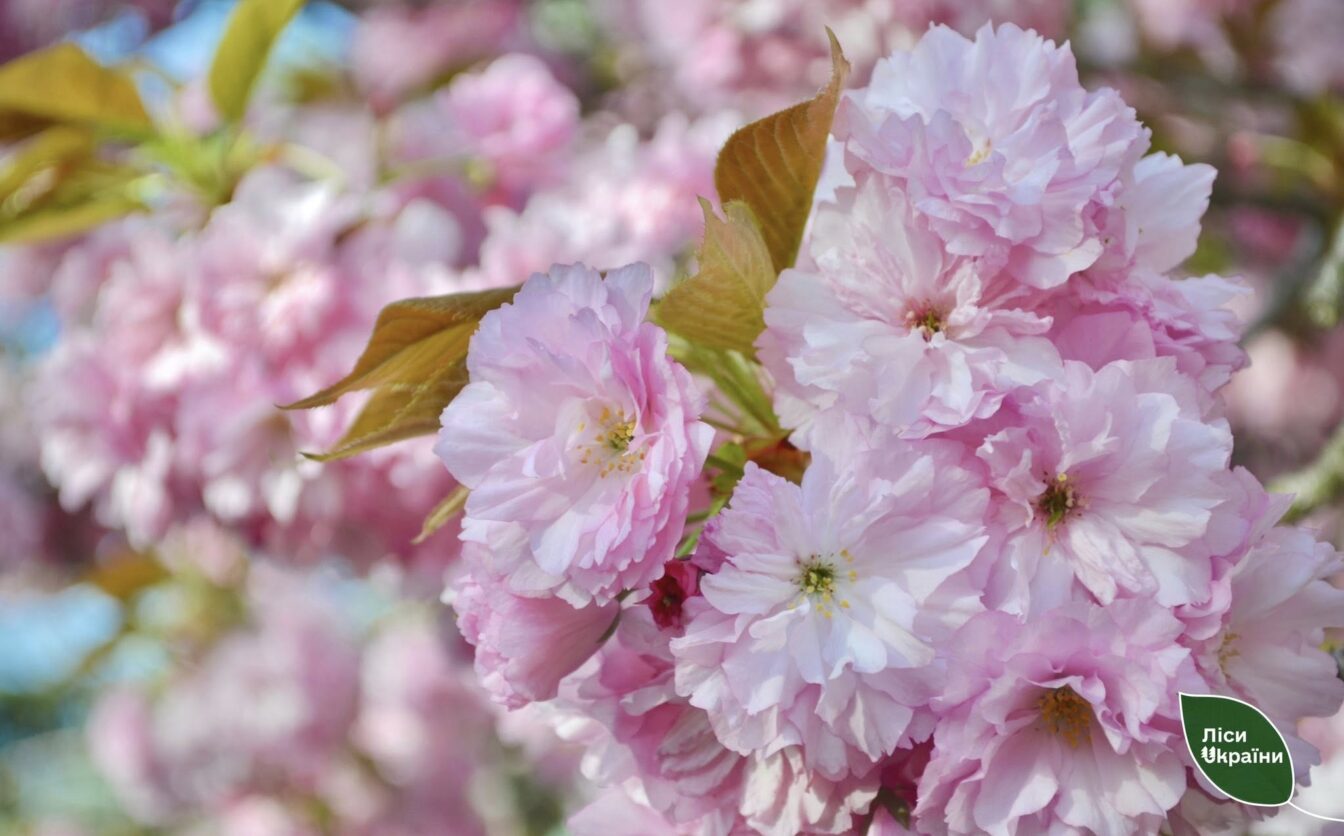 Розквітла найстаріша сакура Черкас (ФОТО)