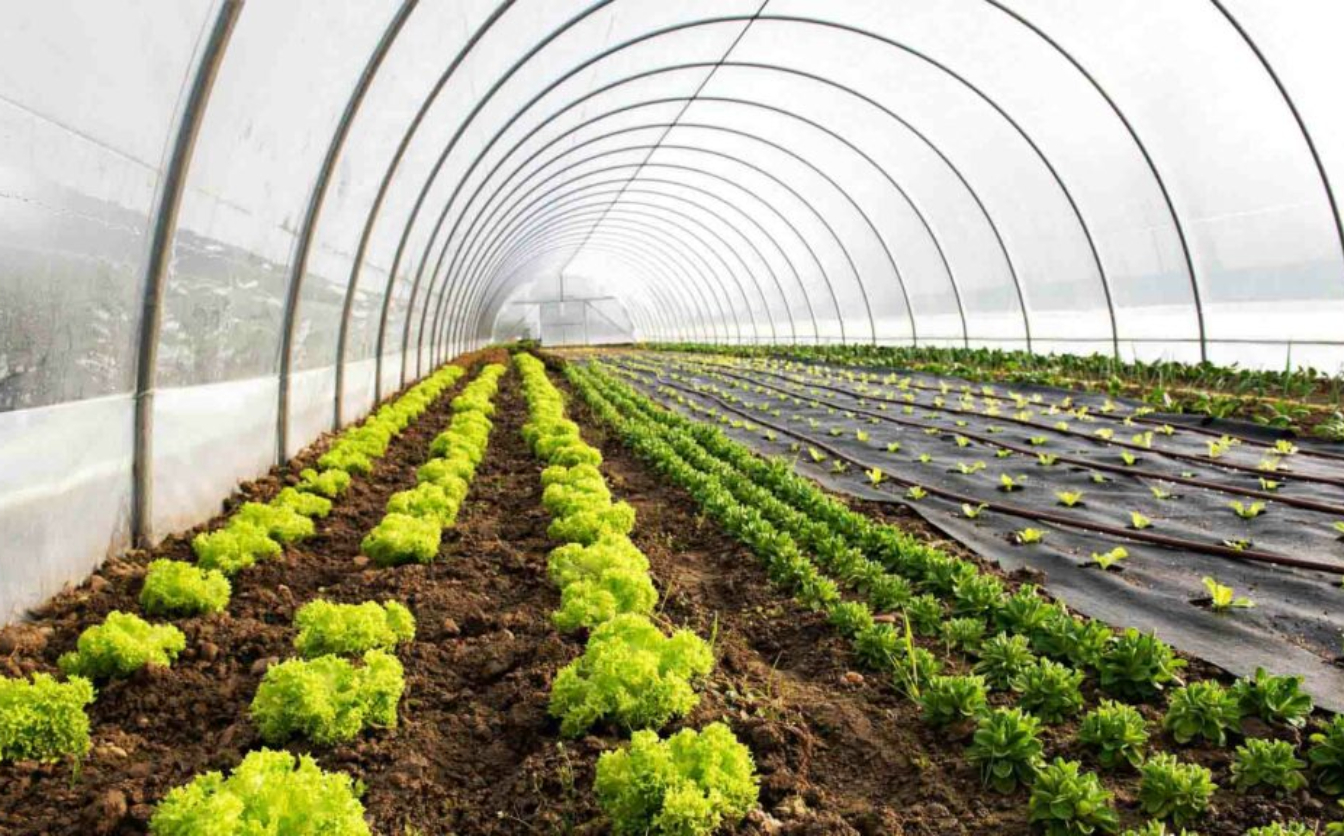 Аграрії Черкащини отримають 18 млн грн на будівництво теплиць