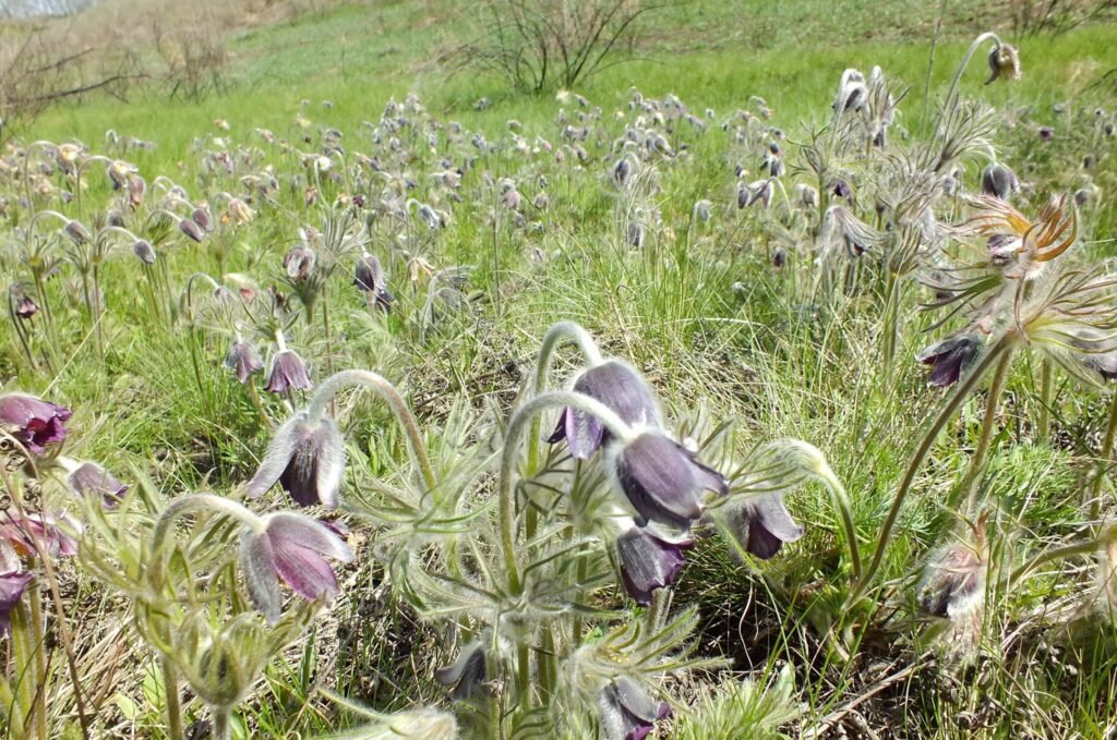з червонокнижними рослинами