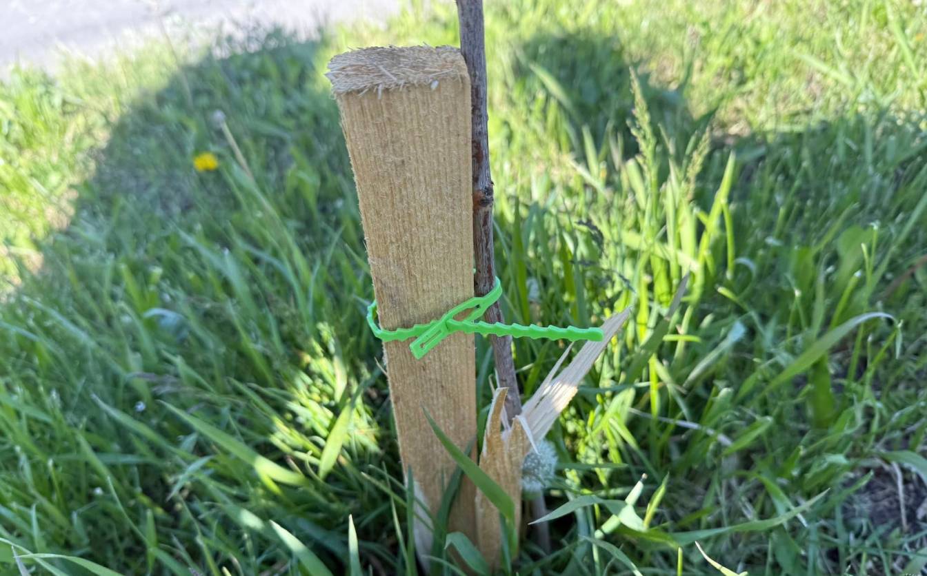 У Христинівці вандали погнули молоді сакури (ФОТО)