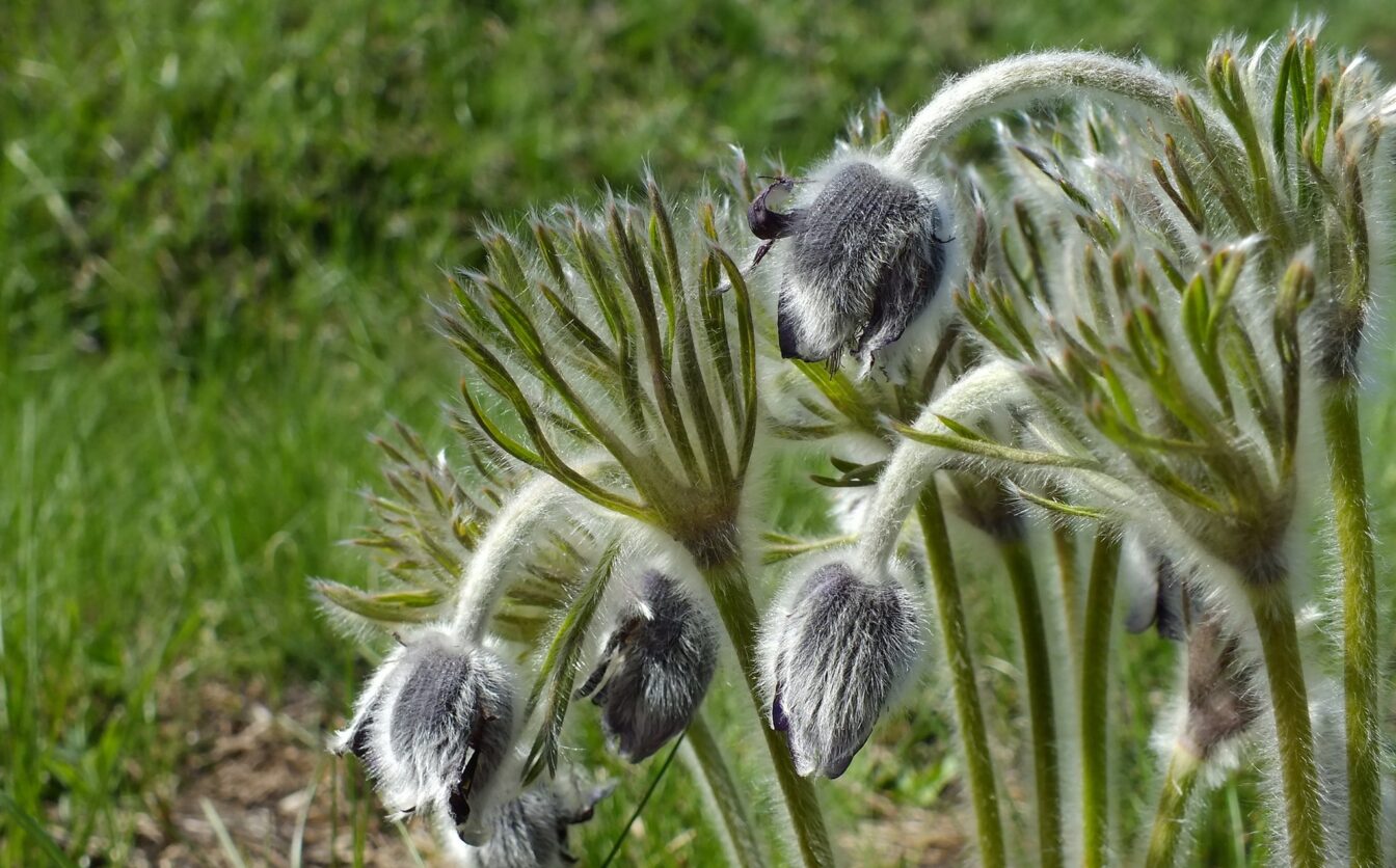 На Черкащині створять пам’ятку природи з червонокнижними рослинами (ФОТО)