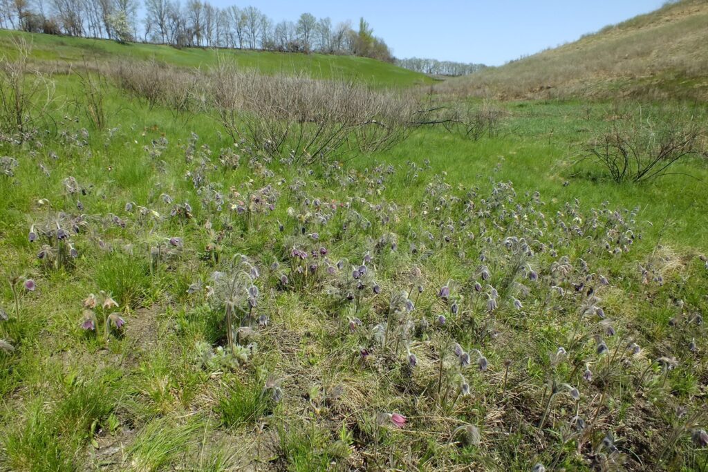 з червонокнижними рослинами