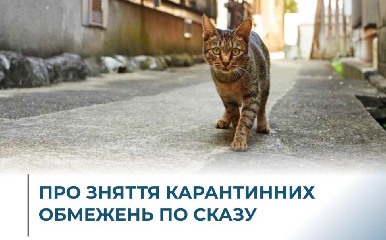 В Умані не має жодної зараженої тварини