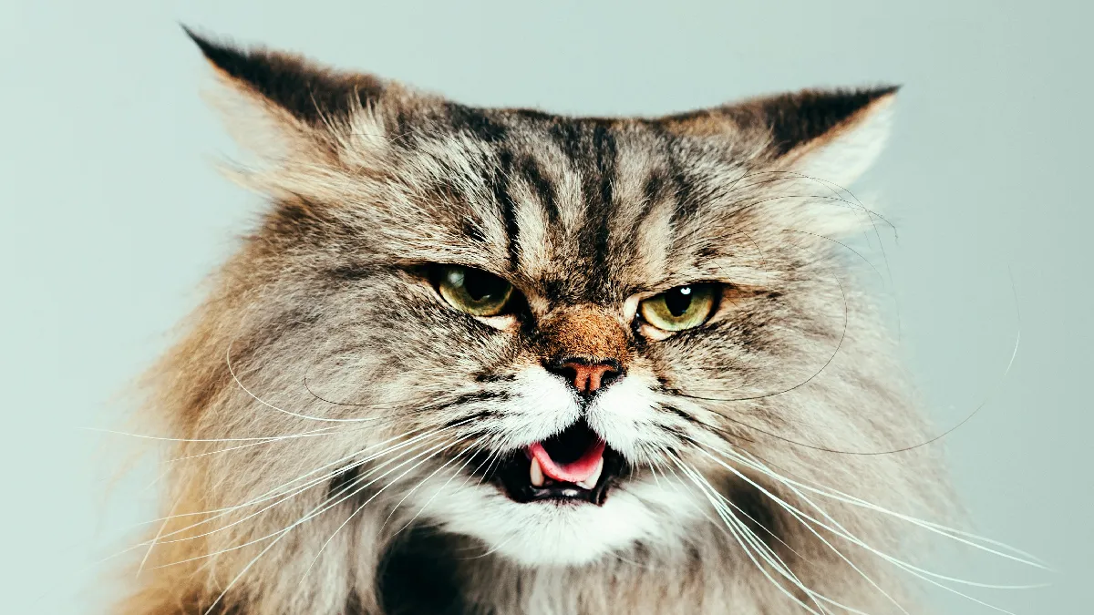 У 46 тварин на Черкащині цьогоріч виявили сказ