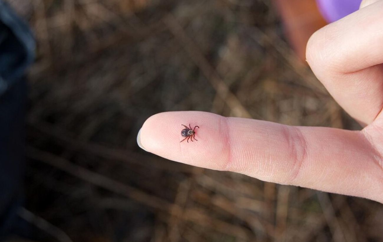 28 випадків захворювання на бореліоз уже зафіксували на Черкащині
