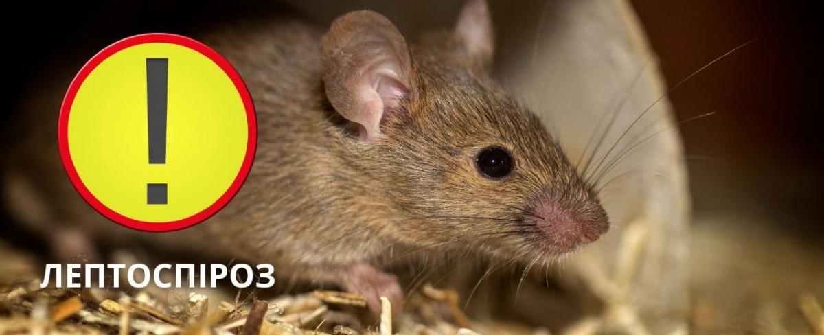 Перший цьогоріч випадок захворювання на лептоспіроз зареєстровано на Черкащині