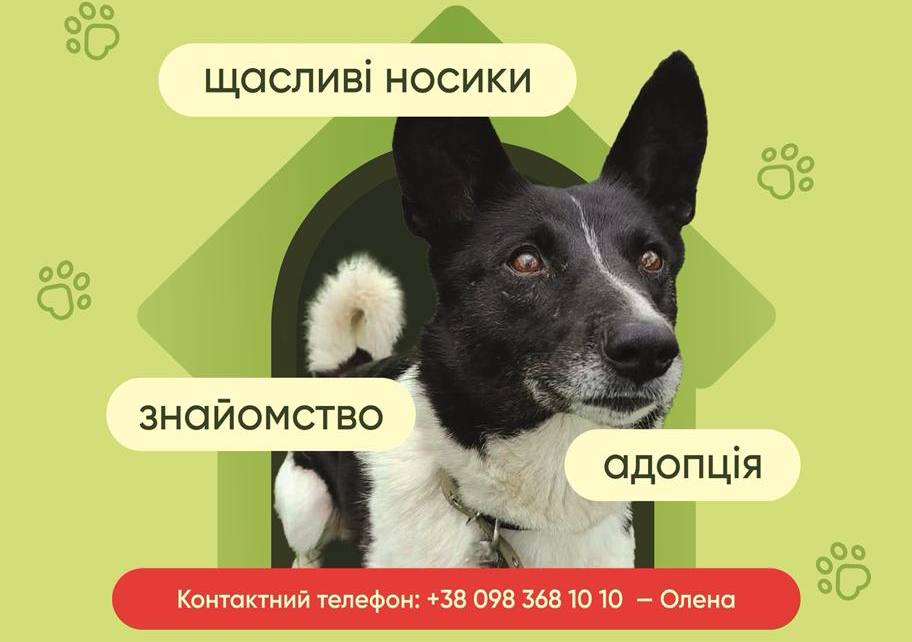 Черкаський притулок тварин “Друг” запрошує на День відкритих дверей (ФОТО)