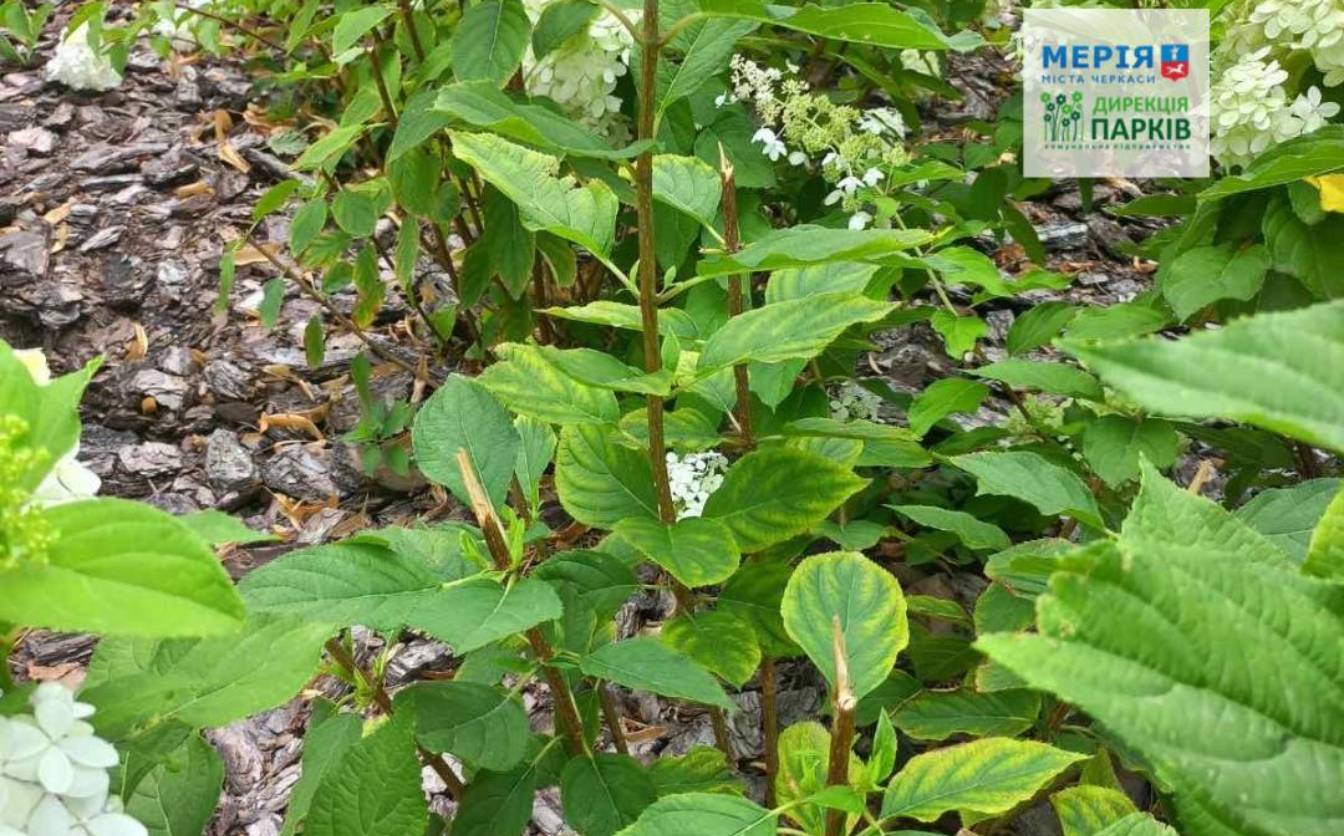 У черкаському сквері зламали кущі гортензій (ФОТО)