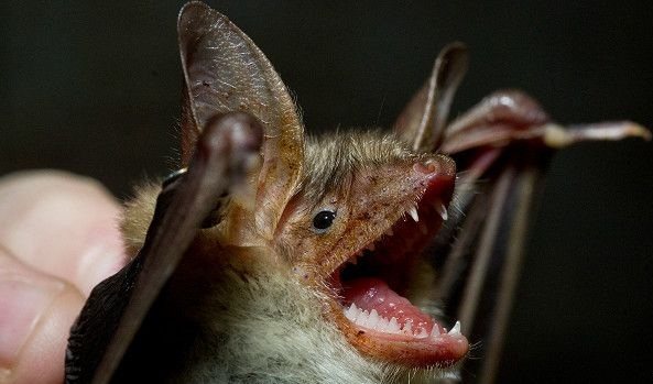 Трьох жителів Черкас покусали кажани