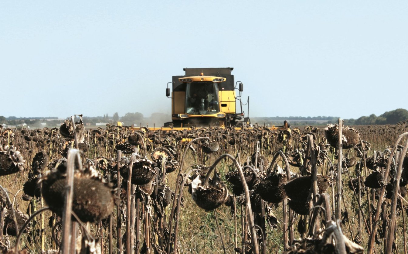 На Уманщині зібрали врожай соняшнику з майже 60 тисяч га
