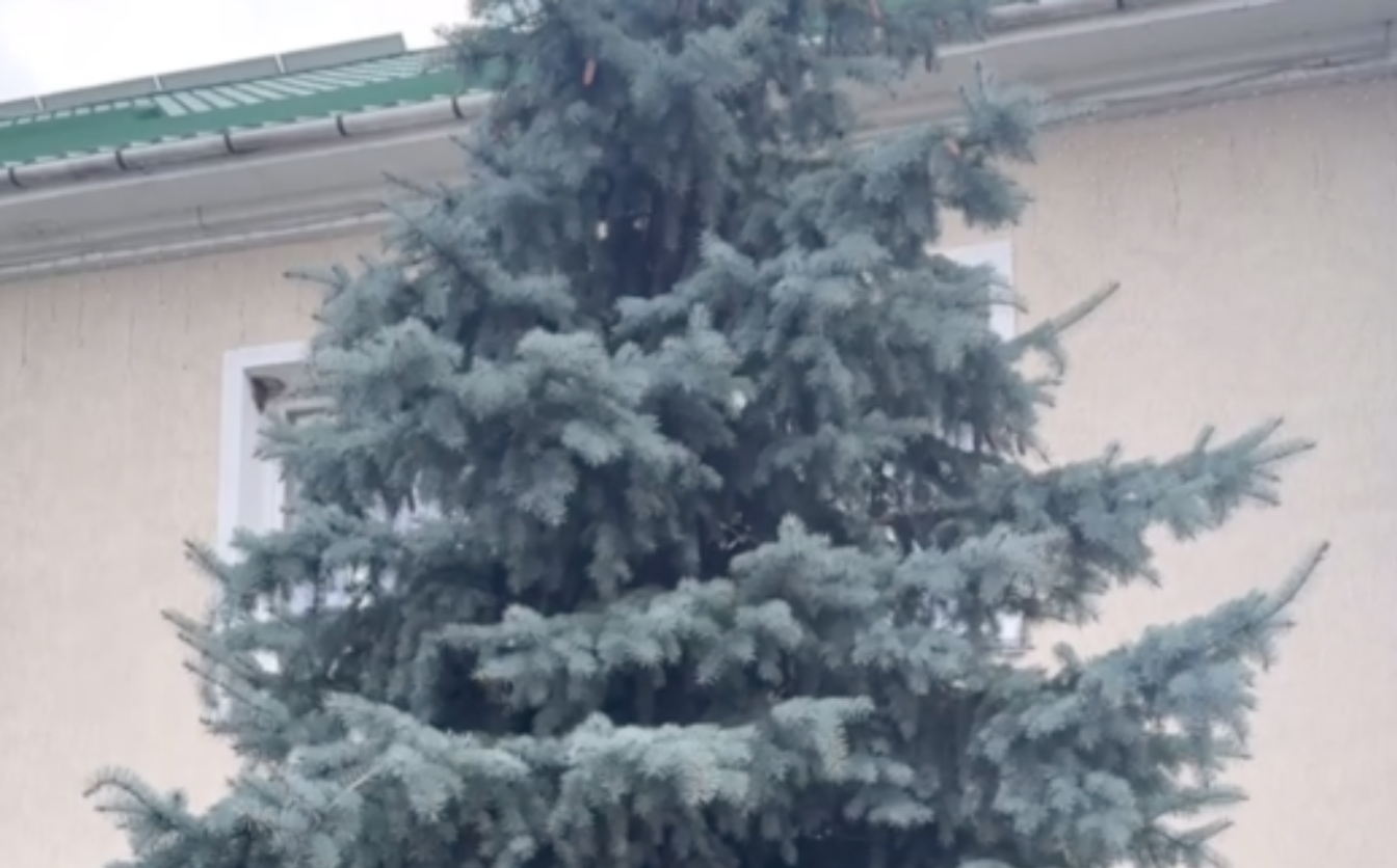 У Золотоноші родина передала місту ялинку з власного подвір’я