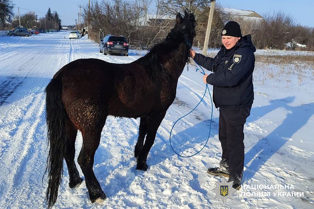 На Чорнобаївщині втік кінь: його за 40 кілометрів розшукали полтавські поліціянти