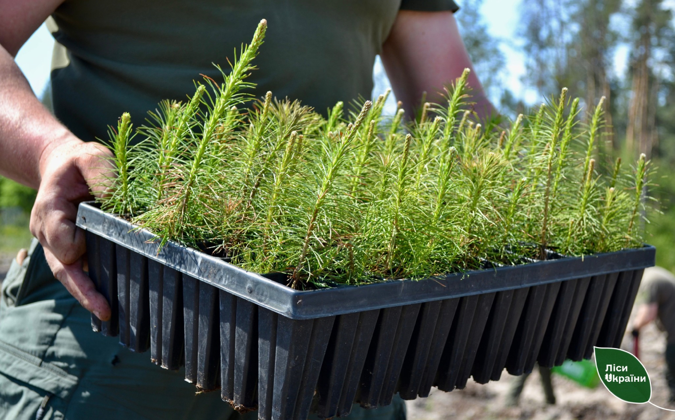 На Черкащині планують відновити понад 620 гектарів лісу