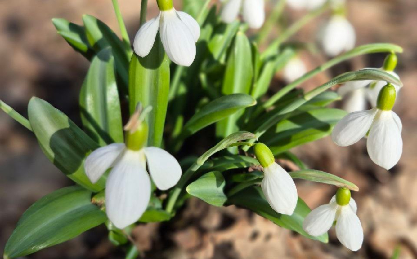 У Національному парку Холодний Яр відкрили локацію, де можна побачити підсніжники