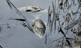 У ставку в селі на Черкащині сталася задуха риби: що про це говорять фахівці?