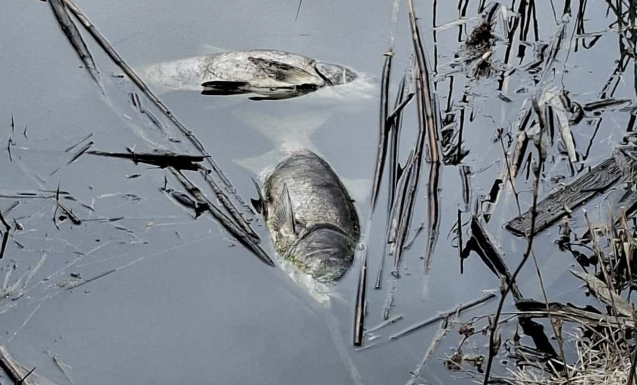У ставку в селі на Черкащині сталася задуха риби: що про це говорять фахівці?