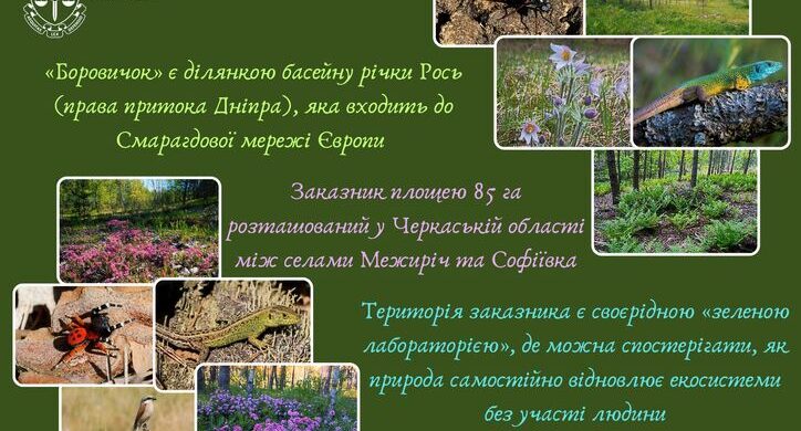Природоохоронний заказник «Боровичок» планують створити на Черкащині