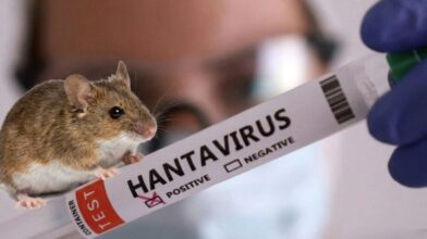Інфекція від гризунів: що варто знати черкащанам про хантавірус?