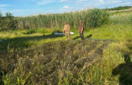 На Черкащині врятували понад 500 раків