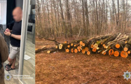 На Черкащині викрили незаконну порубку лісу на понад чотири мільйони гривень