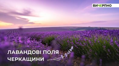 Лавандові поля на Черкащині: добірка локацій для фотосесій
