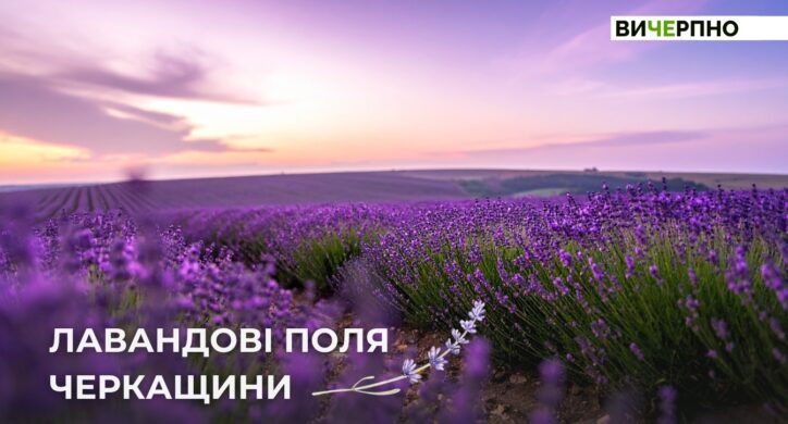 Лавандові поля на Черкащині: добірка локацій для фотосесій