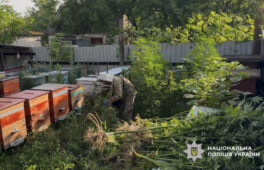 Понад 1400 кущів конопель вилучили поліцейські Черкащини