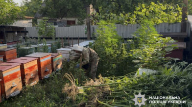 Понад 1400 кущів конопель вилучили поліцейські Черкащини