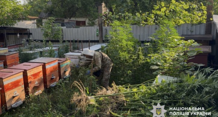 Понад 1400 кущів конопель вилучили поліцейські Черкащини