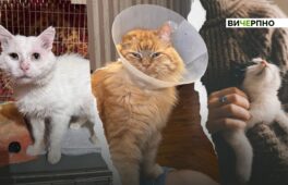 Коти як екосистема міста: як це працює в світі й що не так у Черкасах?